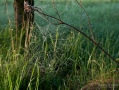 018_Biebrza - maj 2013